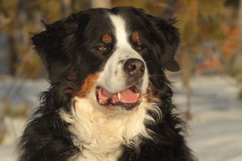 Borealbreeze Bernese Mountain Dogs - Dogs of Borealbreeze