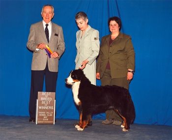 Best of Breed at 16 months old! Her first points. Thank you Judge Roger Hartinger!

