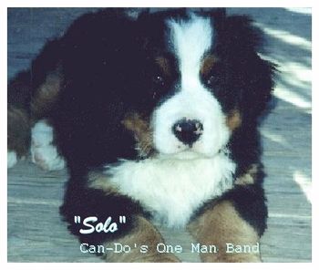 "Can-Do's One Man Band" - Bernese Mountain Dog
