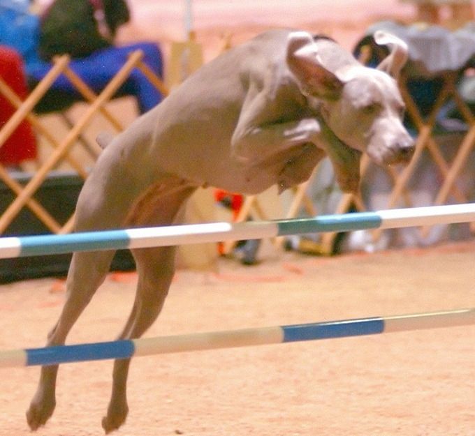 Lisl competing in agility