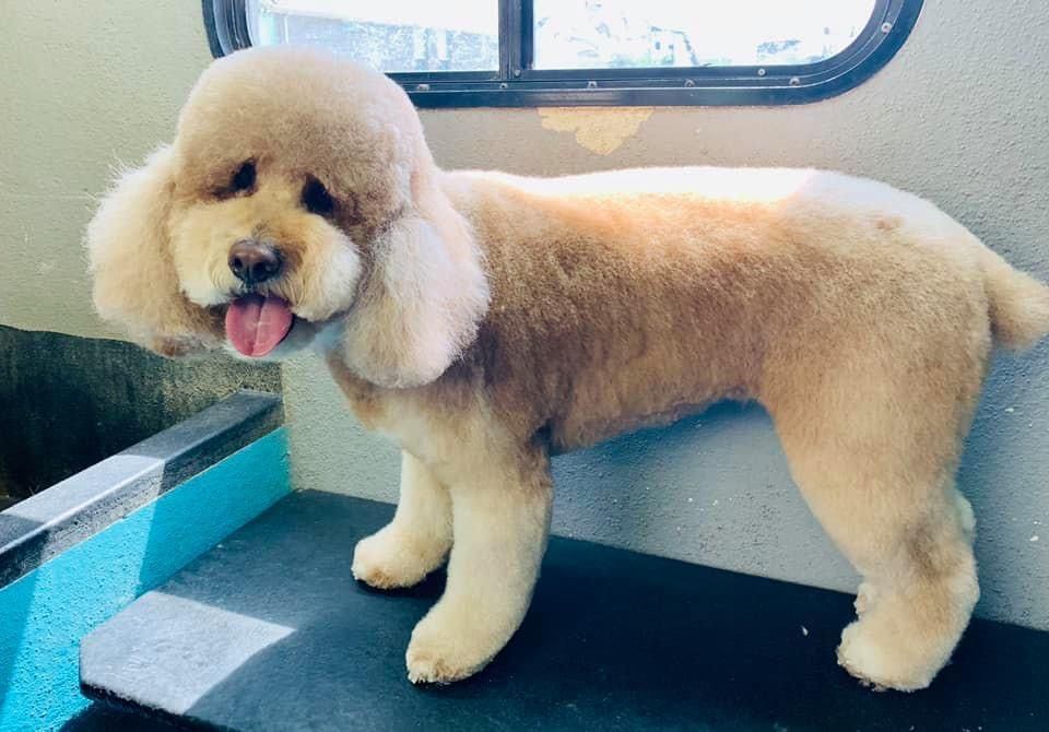 fetch a groomer