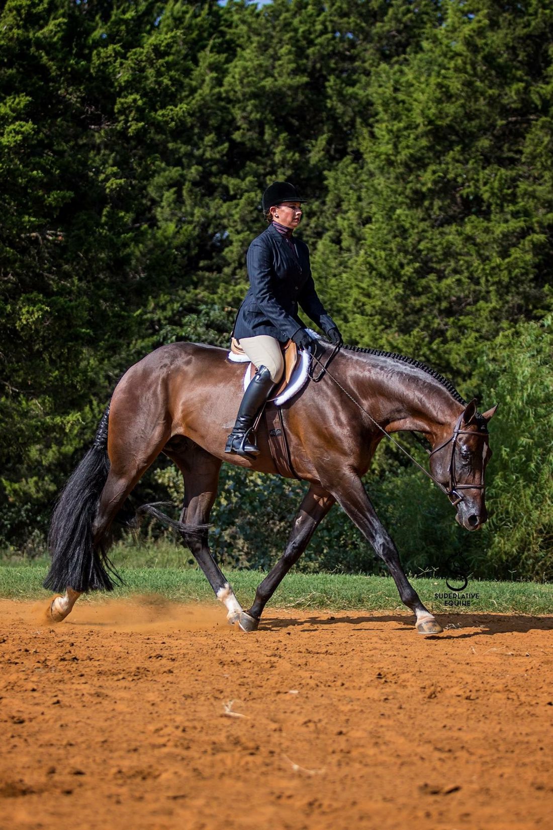 english pleasure aqha