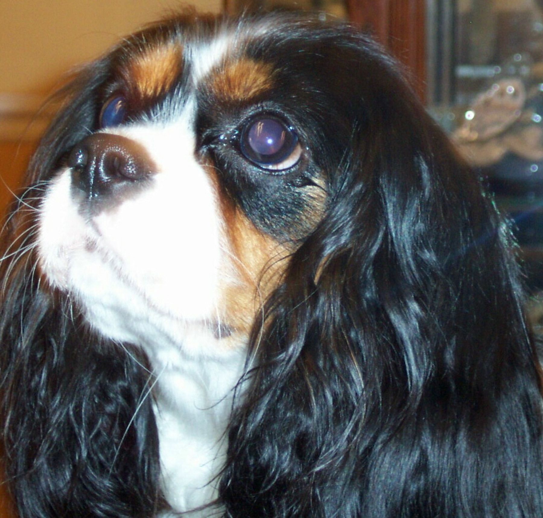 what vitamins can be given to king charles spaniel