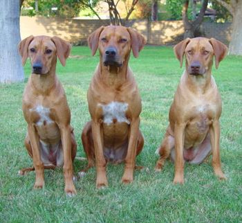 Ridgebacks are naturally protective without being aggressive - reserved with strangers, devoted to those they love.
