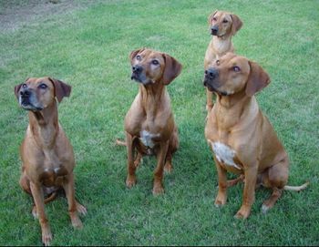 Ridgebacks are great dogs, but are not right for everyone. Research whether their hard-wired traits mesh with your lifestyle.
