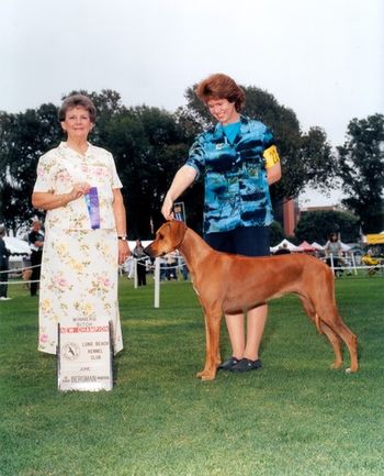 Kaysi attaining her AKC conformation CH, always owner handled by her proud Mom
