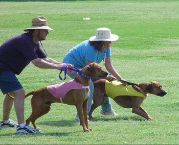 Ridgebacks are athletic, intelligent, intensely prey-driven dogs.
