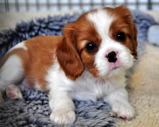 Harrington Cavaliers - Puppies