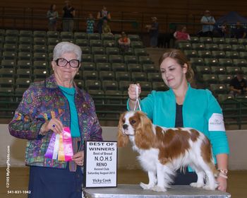 11 months old, going Winners Dog, Best of Winners, Best Puppy and BOB Owner Handled under Judge Murrel Purkhiser.  He went on to a Puppy Group 4 under Judge Beth Sweigart
