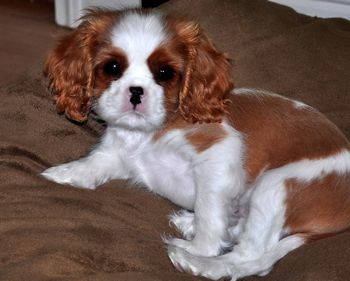 Harrington Cavaliers - Puppies