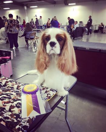 Harley after winning BOB at the Norcal Toy Specialty and BACKCSC Supported entry.  Judge Wyoma Clauss
