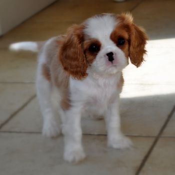 Harrington Cavaliers - Puppies