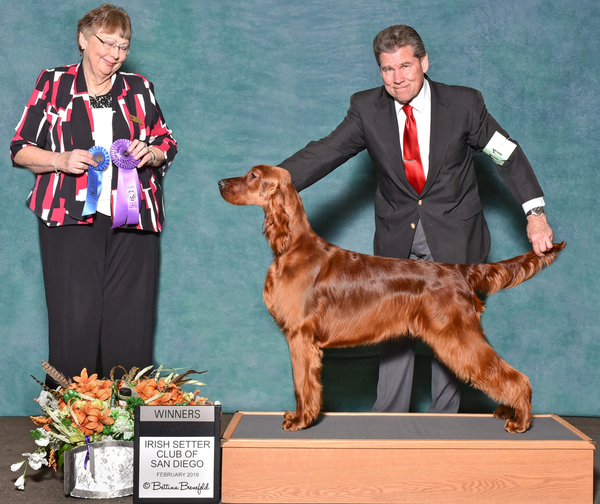 Winners from the Bred By Exhibitor's Class at Irish Setter Club of San Diego.  At 8 months old.