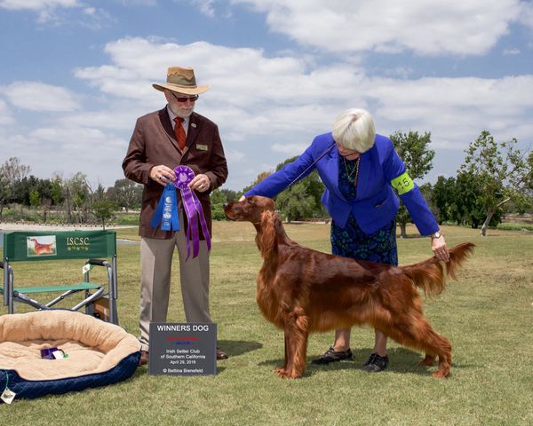 Bentley finishing his AKC Championship with WD at the Irish Setter Club Of Southern California at 14 months of age!!!
