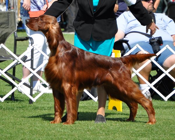 Johnson was Best Of Breed at 19 months old at Bahia Sur Kennel Club June 15 2013!