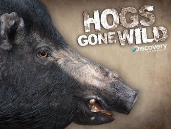 Song placement on "Hogs Gone Wild" show on the Discovery Channel.
