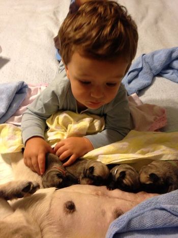 Ayden helps with the pups
