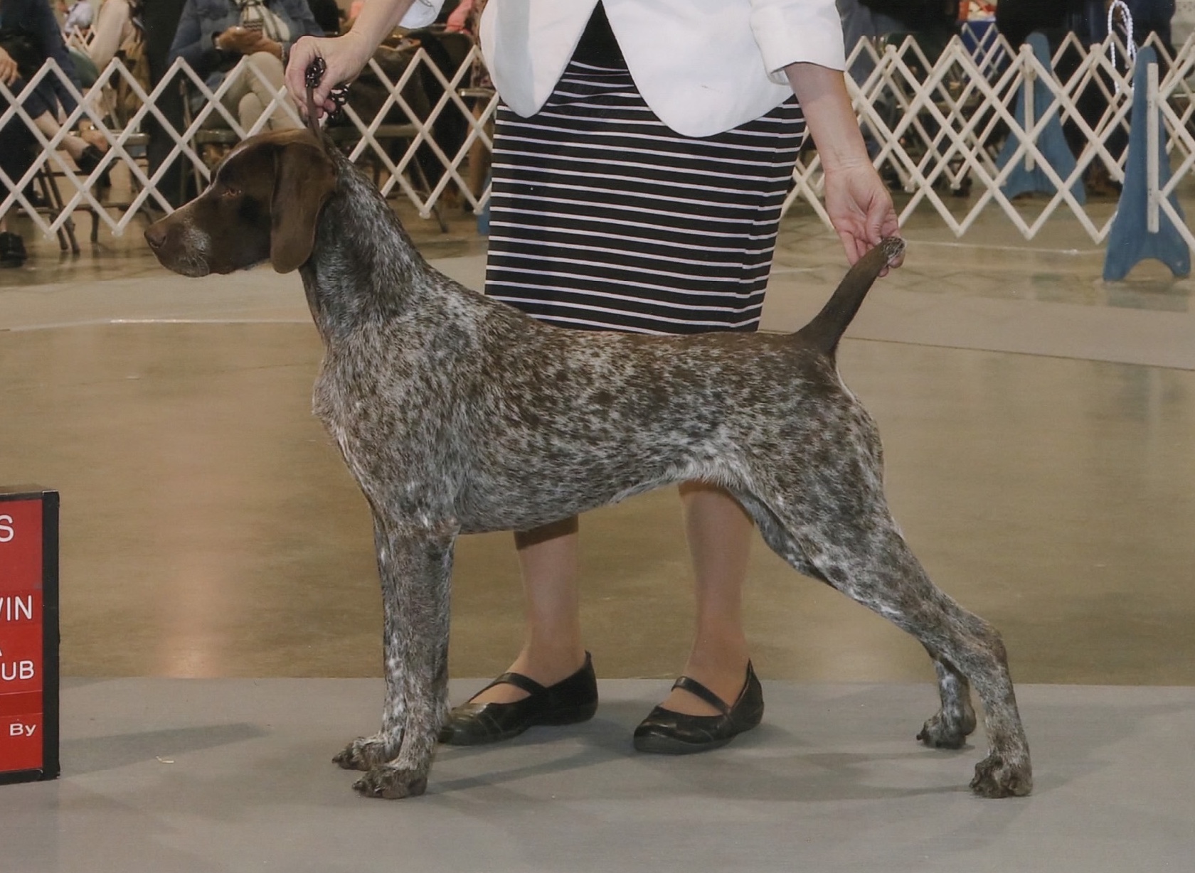 willamette german wirehaired pointers