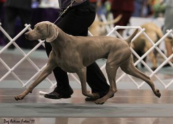 Leo on the go-around at the Seattle Kennel Club show.
