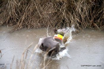 Jumping into the ditch going for the retrieve.
