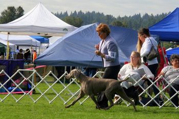 On the move in the show ring, on her way to her 2nd BOS in Specialty show 60+ Weim entry.
