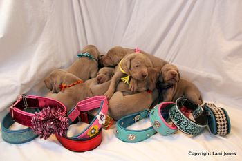 All 9 Week 2 Dreaming of fitting into big dog collars
