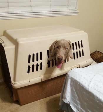 Wilson, decided he needed a new exit from his crate.
