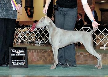 Kaylie BEST OF BREED at the Seattle Kennel Club show, repeating her dad's win at the same show under the same Judge 2 years later at 22 months.
