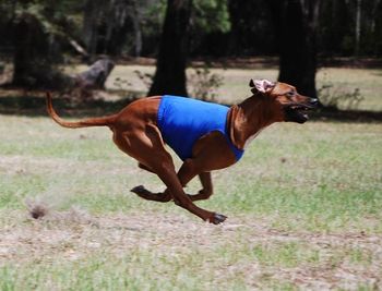 This is our boy, Finn, who is NUTS when it comes to coursing! Look at that full tuck shot taken by his mom, Denise Eberhard!

