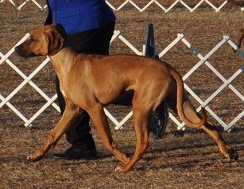 Winner's Dog! 7 mos. Brooksville, January 2011
