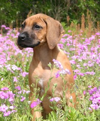 Puppy Sachi posin' the posies at 3 mos. old.
