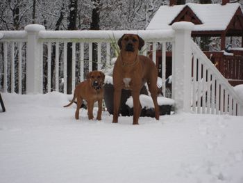 Thor and Dante - snowdogs!
