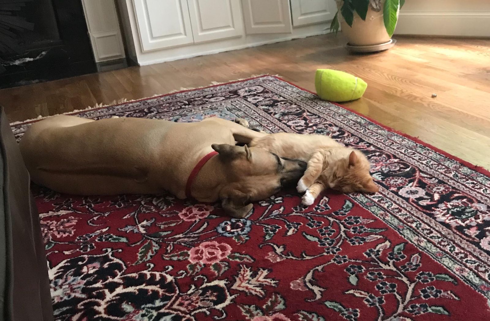 Kengali Rhodesian Ridgebacks Dogs 'n Cats