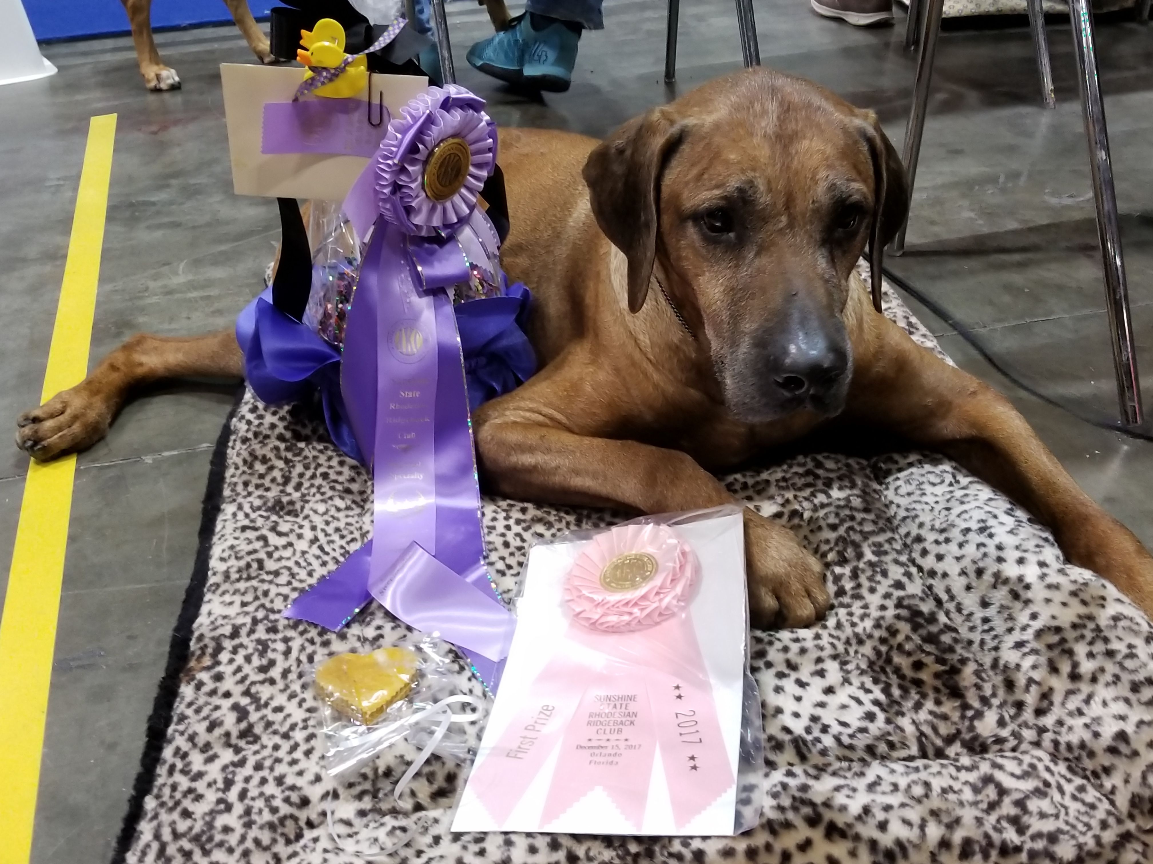 Camelot sales rhodesian ridgebacks