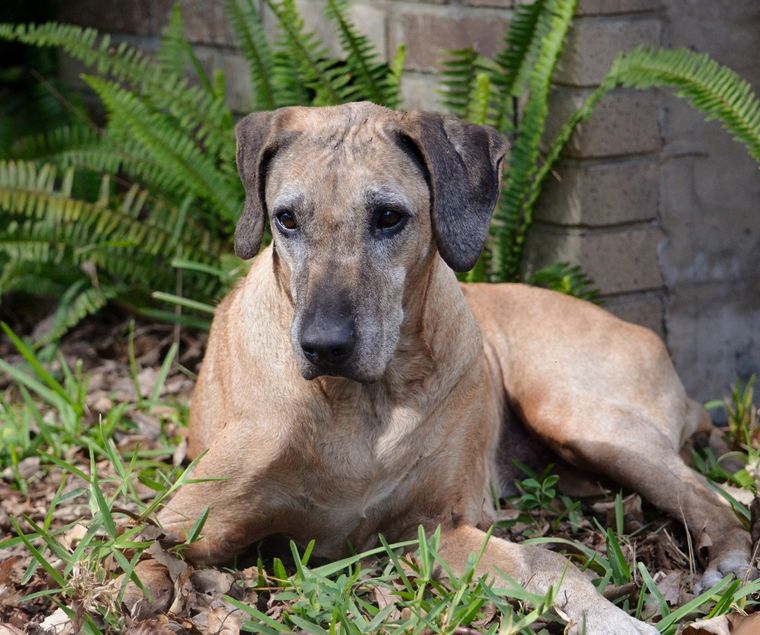 Kengali Rhodesian Ridgebacks RESCUE INFO