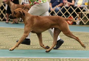According to Judge Charles Trotter, Jethro has the most suspension in gait he's ever seen in a Ridgeback!
