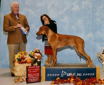 Best of Breed, Major Win  West Volusia Kennel Club 9/17
