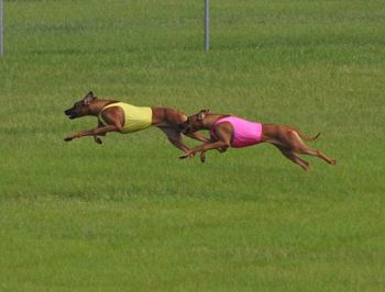 Coursing day!  Khaleesi in yellow, Diva in pink....
