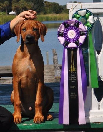 BEST IN SHOW PUPPY BEST IN SHOW BRED BY EXHIBITOR PUPPY Just 3 1/2 mos. old!!
