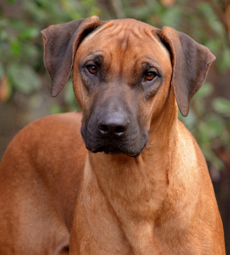 Adili store rhodesian ridgebacks