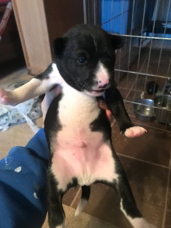Black boy  puppy.  He'll be stunning! At 2.5 weeks
