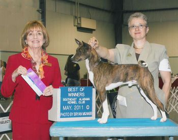 Eagle, MBIF DC Suddanly Essence of Eaglewood, FCh SC is one of Andy's sons, out of Suddanly Magnolia Blossom. April was a big month for Eagle. He finished his championship with a Best of Breed win over 4 specials, and Best Bred By Exhibitor in Show at Piedmont Kennel Club on Easter Sunday. Then a few weeks later, he took Best of Breed both days at the SHOT ASFA field trial and finished his field championship. Following in his sire's pawprints, Eagle is also a multiple Best In Field winner. We are very proud of this easy-going young dog and his beautiful floating gait. Eagle is co-owned with John and Ford Hinck. Eagle's hips are OFA Excellent. His eyes are CERFed and he is direct tested Clear of Fanconis.
