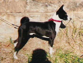 "Sergio" Suddanly Mysterious Stranger, LCM 9 Best in Field/Best in Event wins. Amazing for a basenji! Sergio is behind most of our present black and white basenjis.
