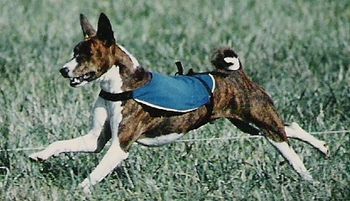 "Vito" The half African #1 ASFA Basenji in 1992. 5 Best inField/Best in Event wins! First brindle to earn an LCM. Founder of our brindle lines.
