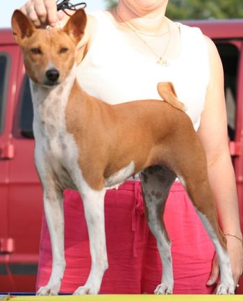 Shown at nearly 9, in 2005, this is Savvy. Savvy went to Missouri to chiropractic school with me and kept me sane for almost 4 years. While there, she produced my most "famous" basenji, Andy. I will always miss FC Cynosure Suddanly hi-Fashion, SC, FCh, VFCh.
