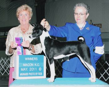 DC Suddanly Undeniable, FCh, SC, Dennie, is finally grown up! She finished with 3 majors in the show ring and has 3 majors in AKC coursing. She is also more than half way to her ASFA field championship. Dennie is the daughter of Mercedes and Ch. Jerlin's Songster. We expect big things from Dennie. Dennie's eyes are CERFed, and she is direct tested a carrier for Fanconis.
