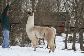 What a person has to go through to get a picture of a llama
