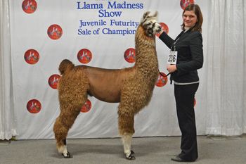 One of the Best of Show Females
