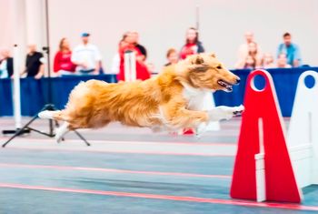 Ellie running flyball. She loves it! Photo by Ambient Exposure Photography
