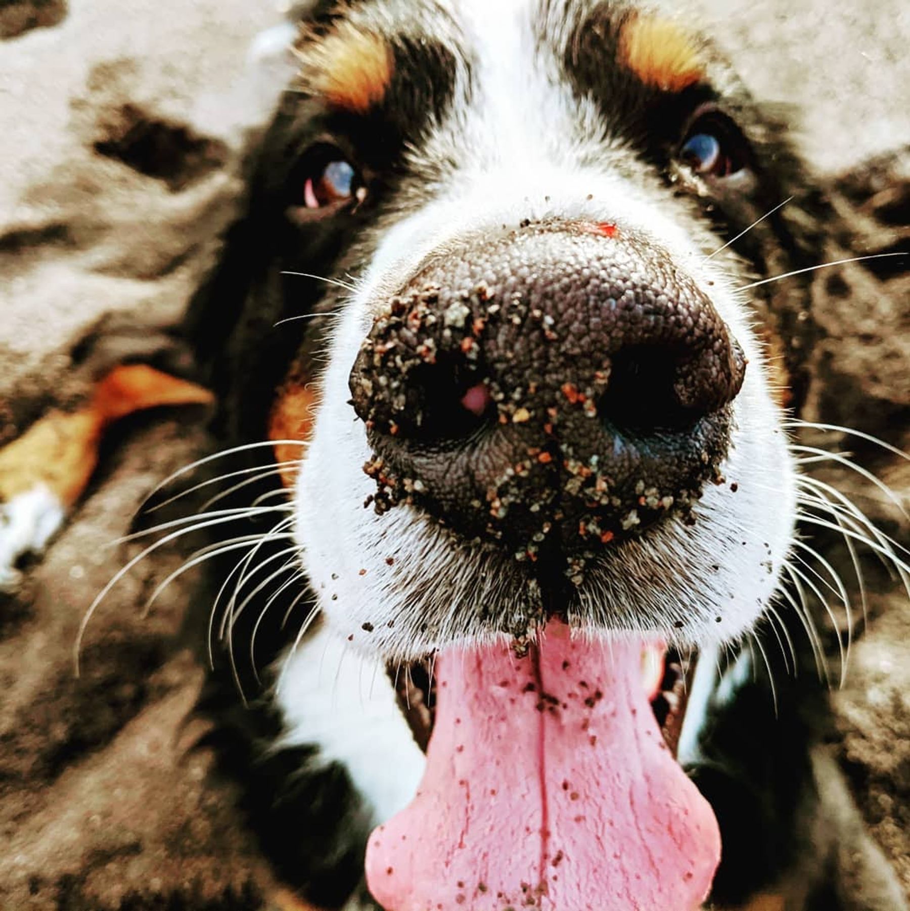 Bernese Mountain Dog Club Of Oregon